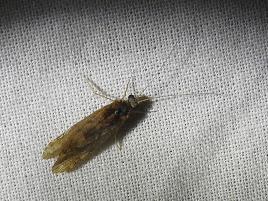 Trichoptera - Tegzesek