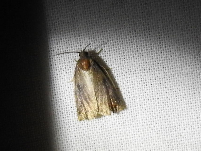 Archips