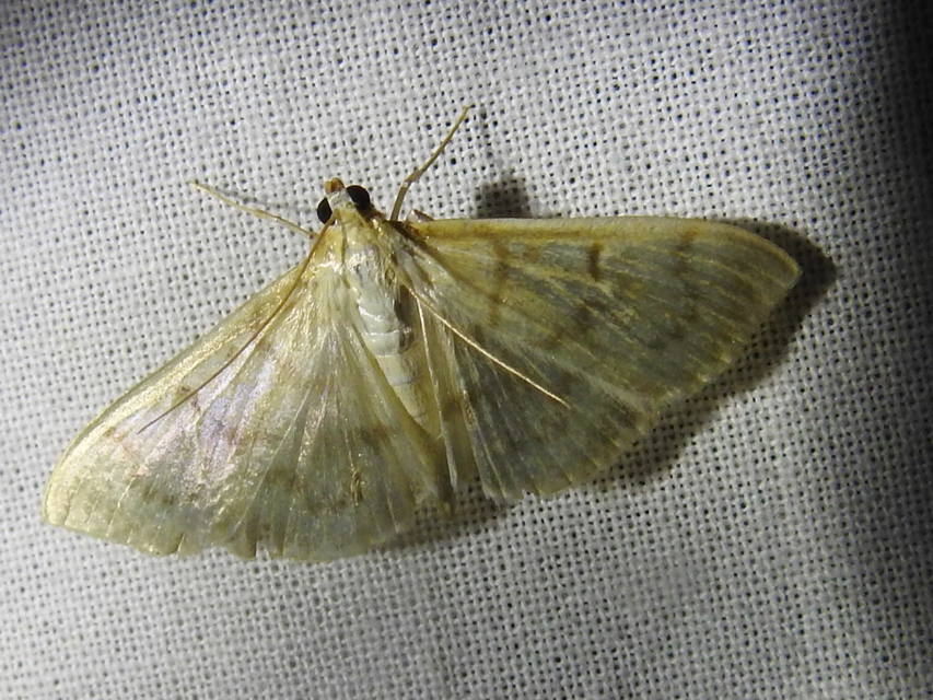 Patania ruralis - csalánevő tűzmoly