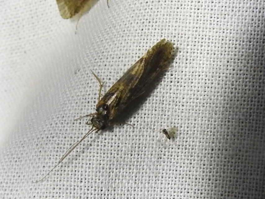 Trichoptera - Tegzesek