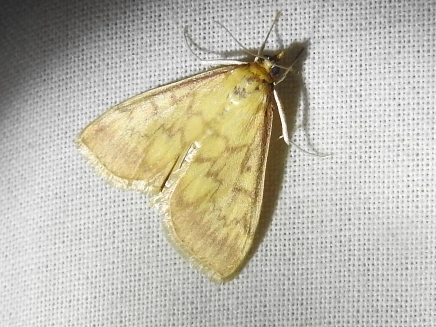Ostrinia nubilalis - kukoricamoly