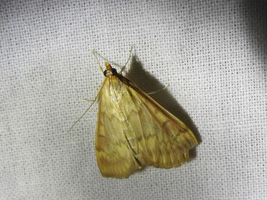 Ostrinia nubilalis - kukoricamoly