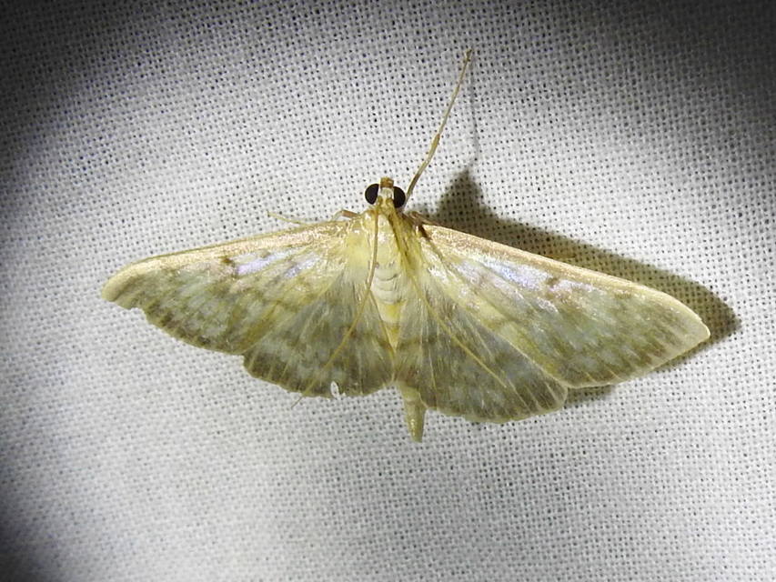 Patania ruralis - csalánevő tűzmoly