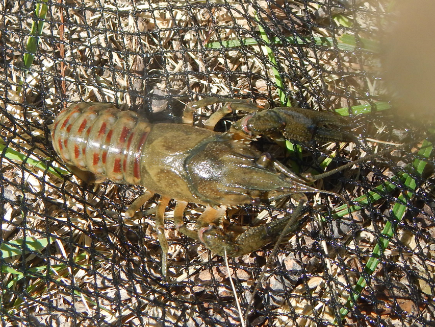 Orconectes limosus - cifrarák