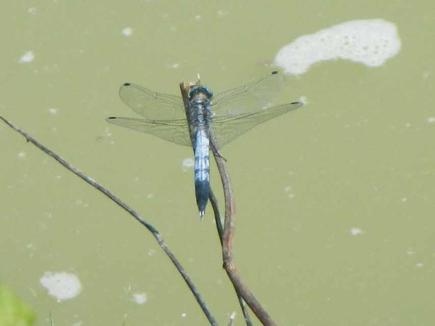 Orthetrum albistylum - fehérfarkú pásztorszitakötő