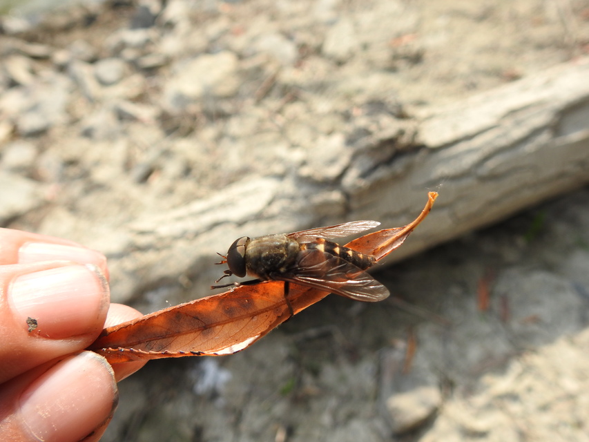 Tabanidae - böglyök