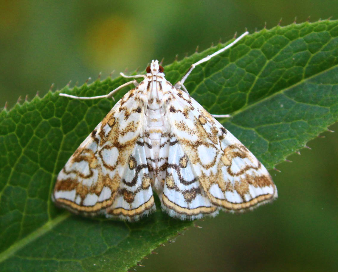 Elophila nymphaeata - tarka vízimoly