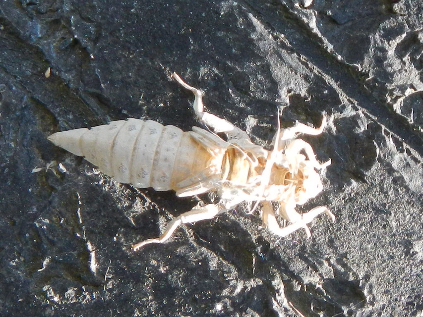 Gomphus flavipes - sárgalábú folyami-szitakötő