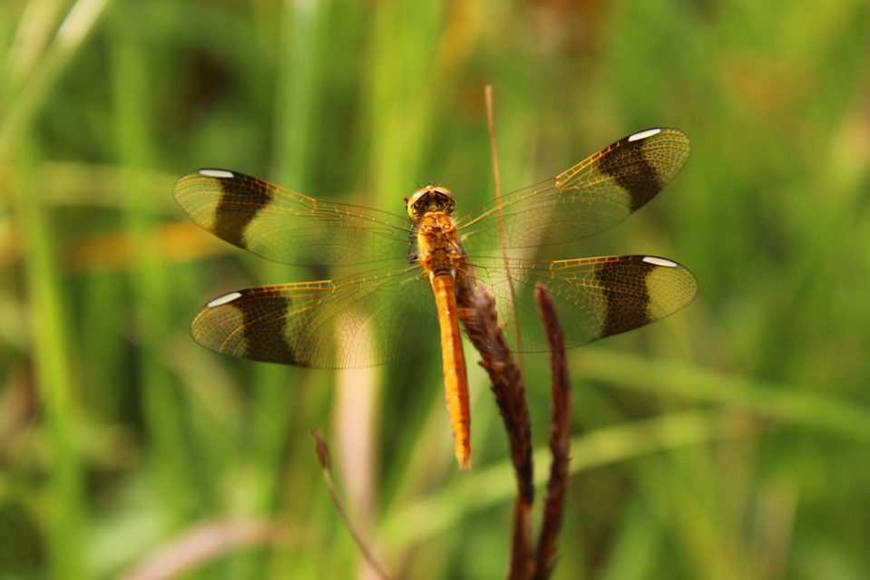 Sympetrum pedemontanum - szalagos katona-szitakötő