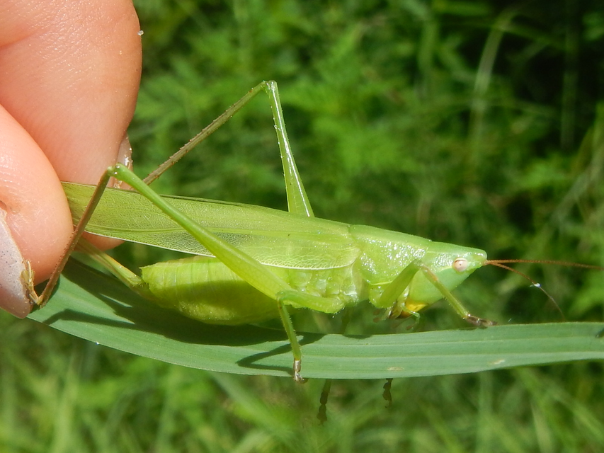 Ruspolia nitidula - nagy kúpfejűszöcske
