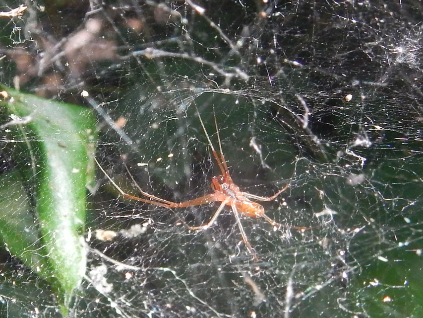 Linyphia triangularis - háromszöges vitorláspók