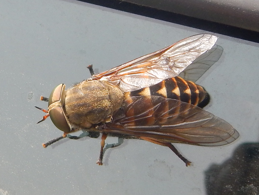 Tabanidae - böglyök
