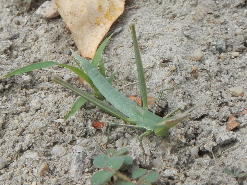 Acrida ungarica - sisakos sáska Acrida ungarica - sisakos sáska