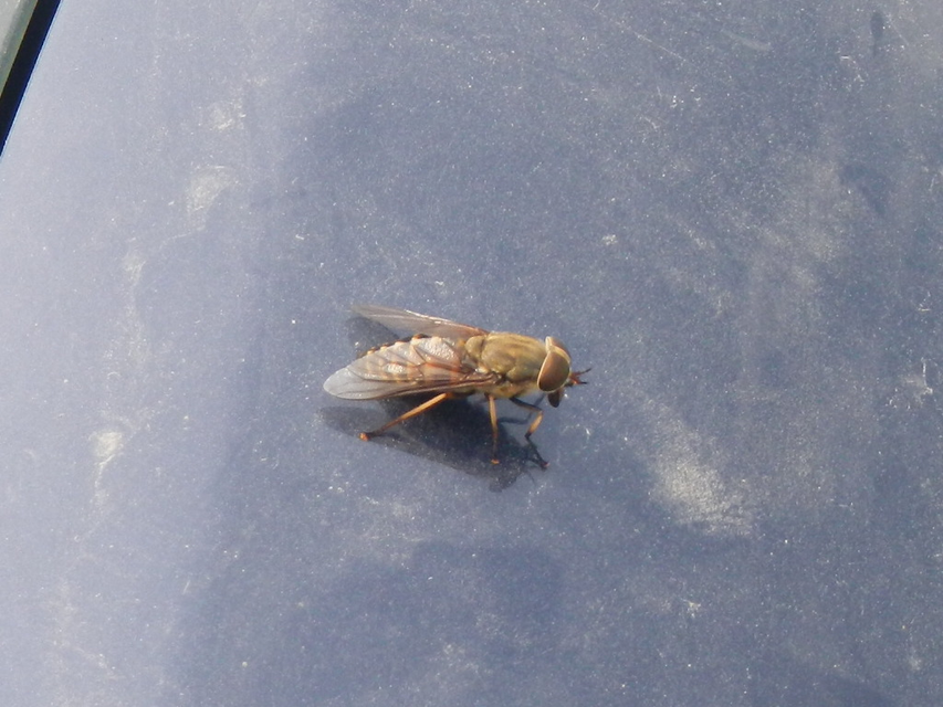 Tabanidae - böglyök