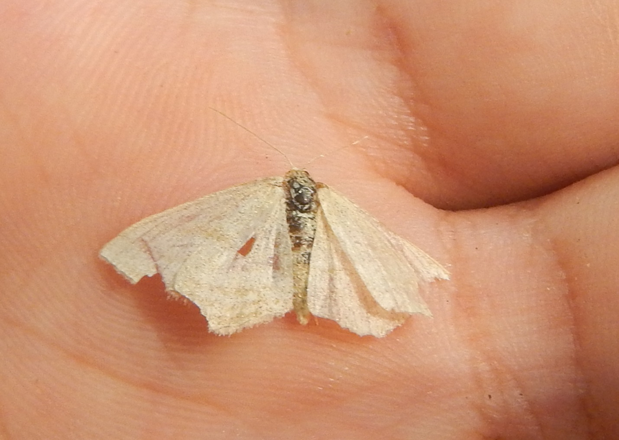 Scopula nigropunctata - feketepettyes araszoló