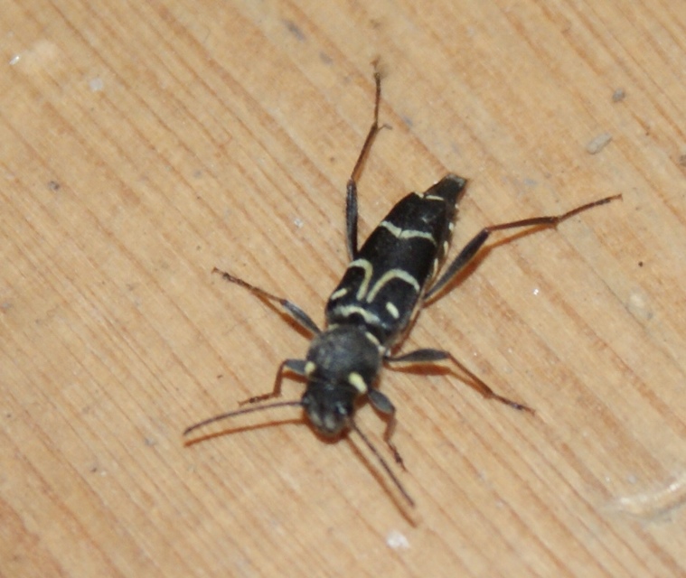 Xylotrechus antilope - fürge darázscincér