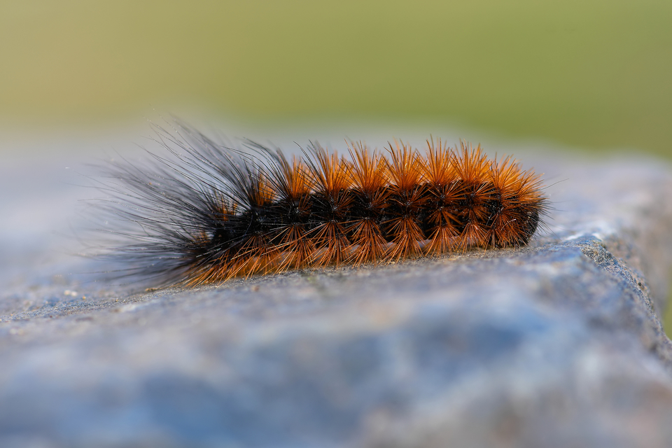 Hyphoraia aulica - barna medvelepke