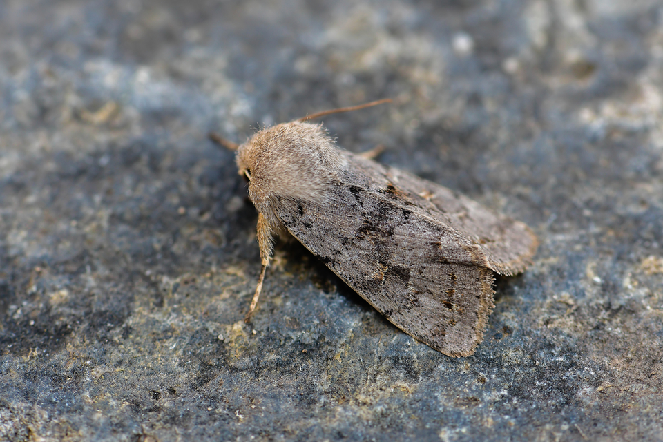 Orthosia populeti - nyárfa-barkabagoly