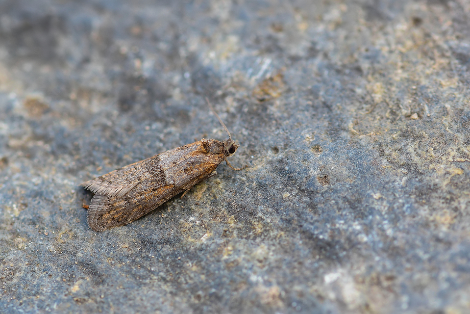 Tortricodes alternella - tavaszi sodrómoly
