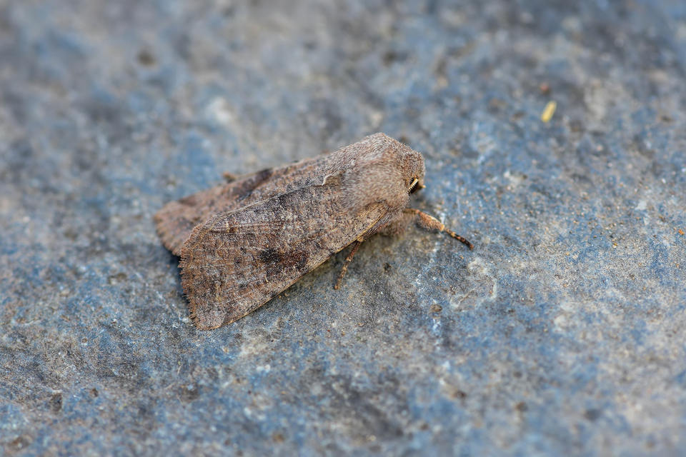 Orthosia incerta - változékony barkabagoly