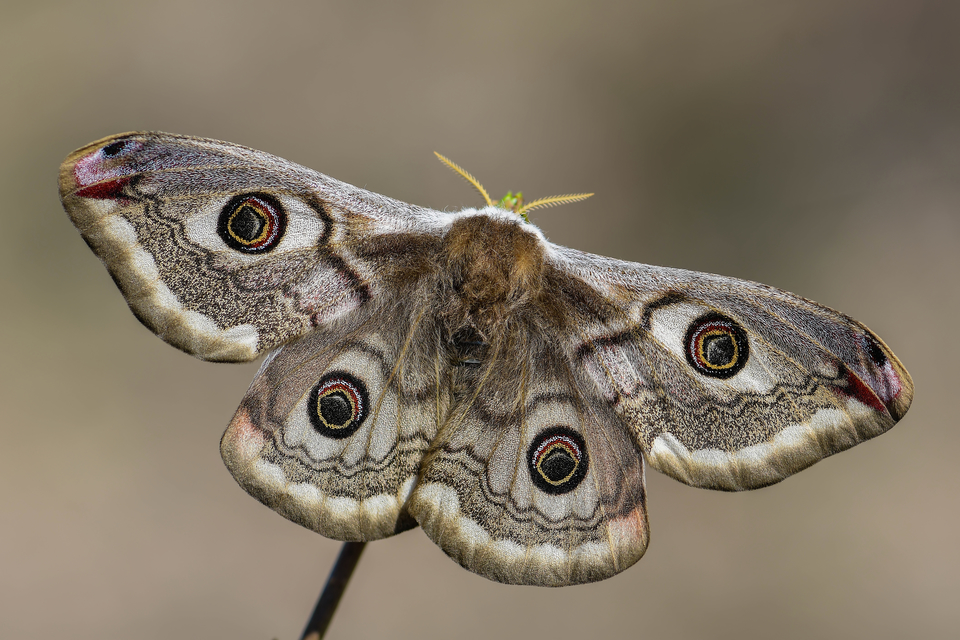 Saturnia pavoniella/pavonia