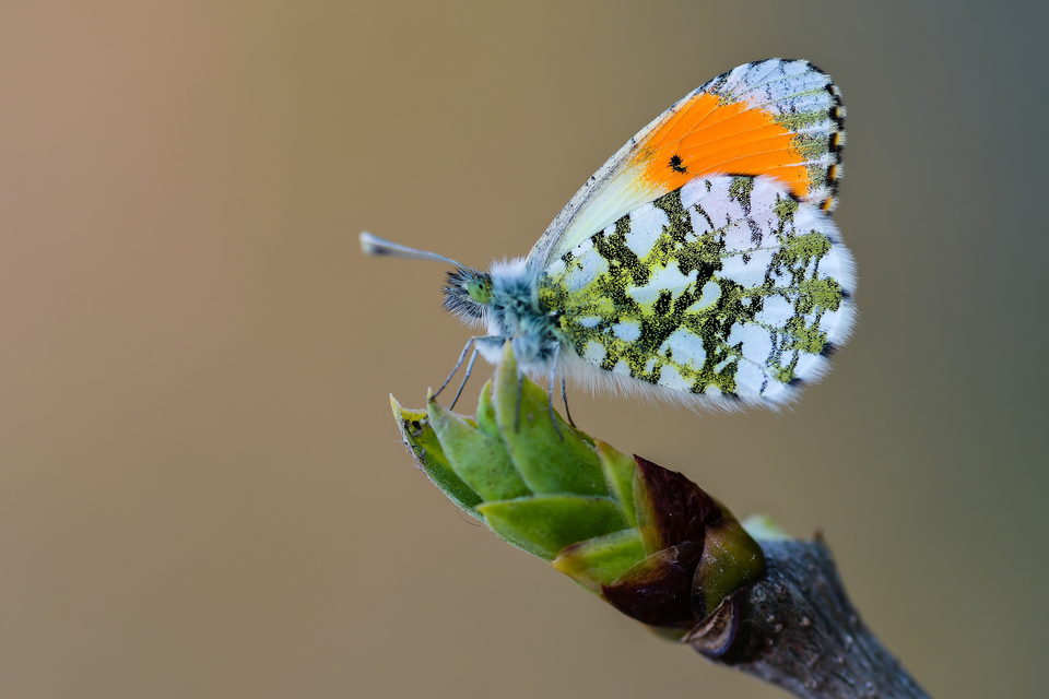 Anthocharis cardamines - hajnalpírlepke