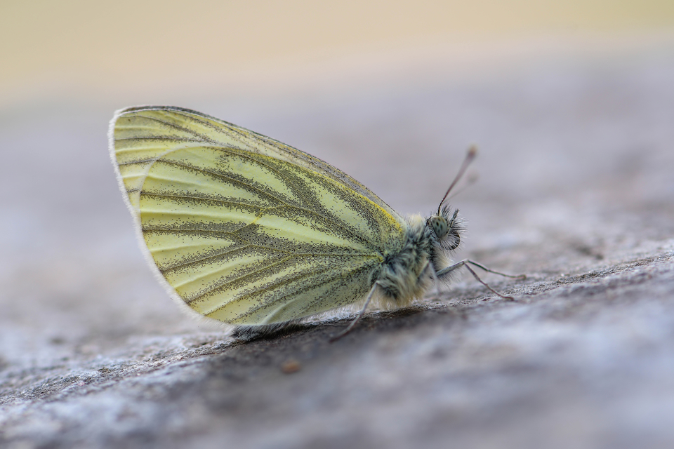 Pieris napi - repcelepke