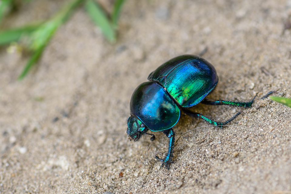 Trypocopris vernalis - tavaszi álganéjtúró