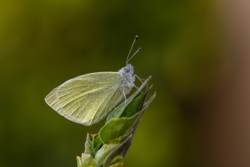 Pieris