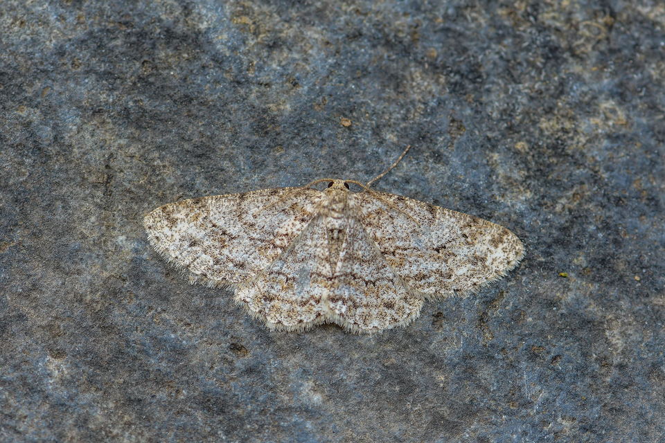 Ectropis crepuscularia - avararaszoló