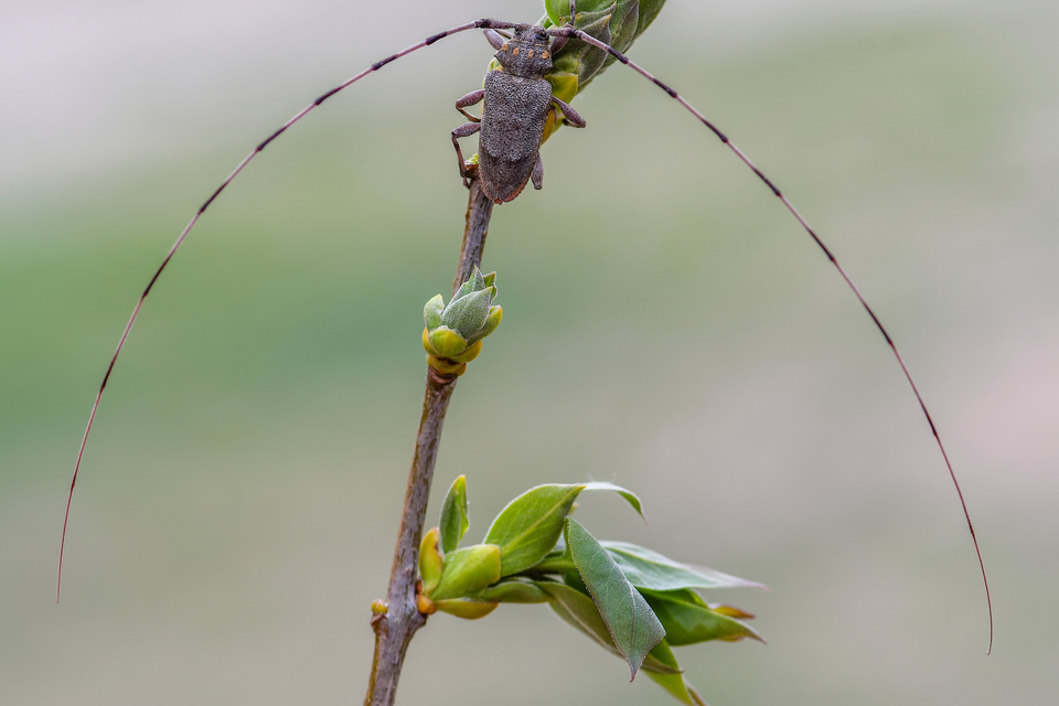 Acanthocinus aedilis - nagy daliáscincér