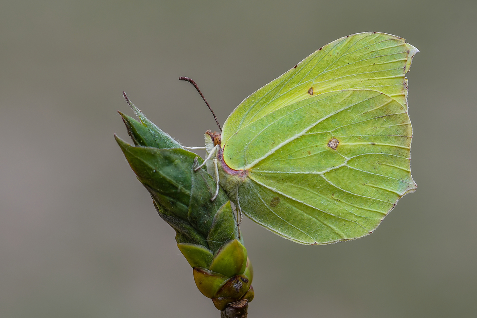 Gonepteryx rhamni - citromlepke