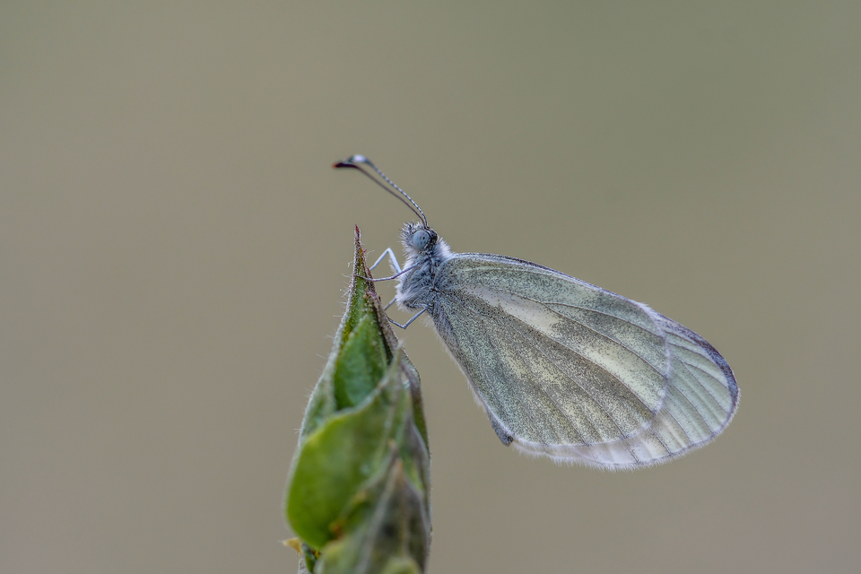Leptidea sinapis - mustárlepke