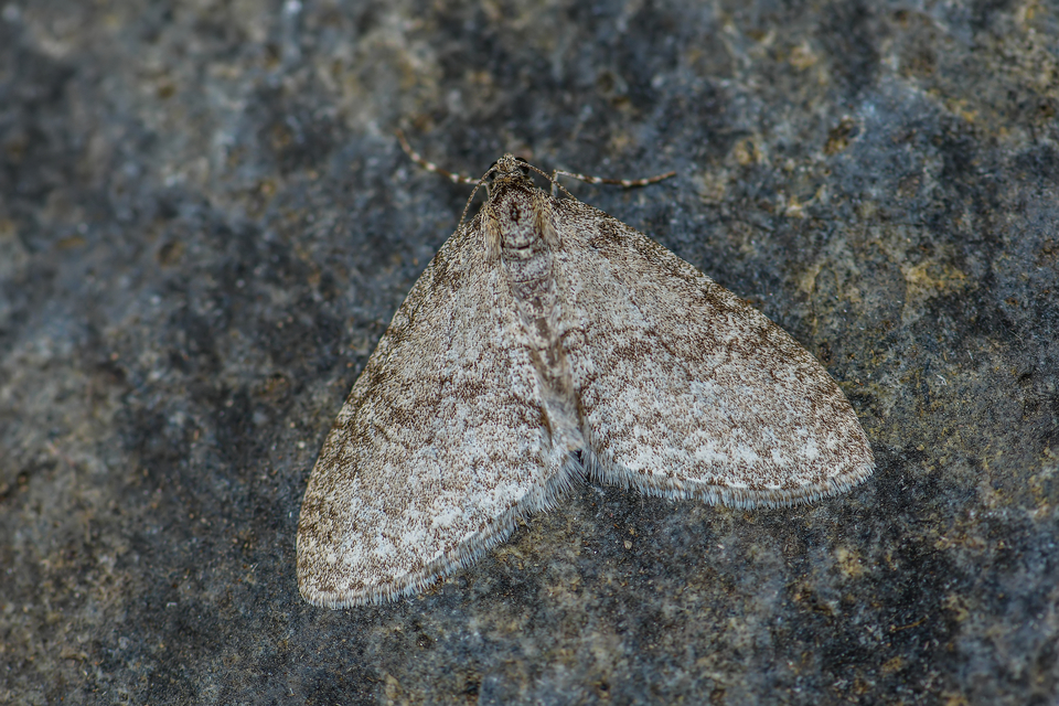 Trichopteryx carpinata - nyárfa-lebenyesaraszoló