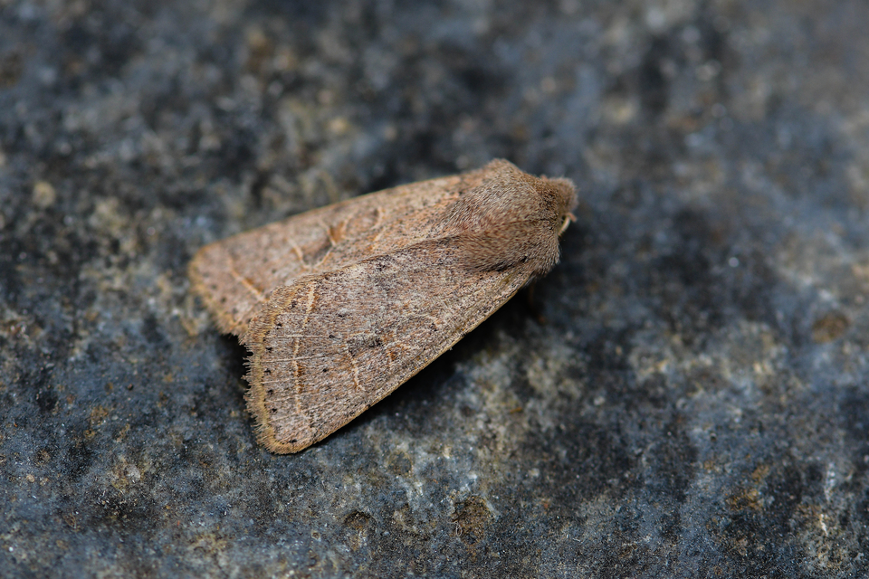 Orthosia cerasi - közepes barkabagoly