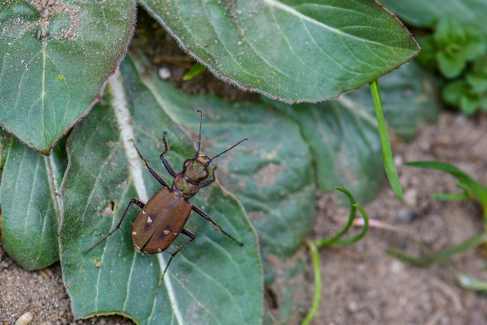 Cicindela campestris - mezei homokfutrinka