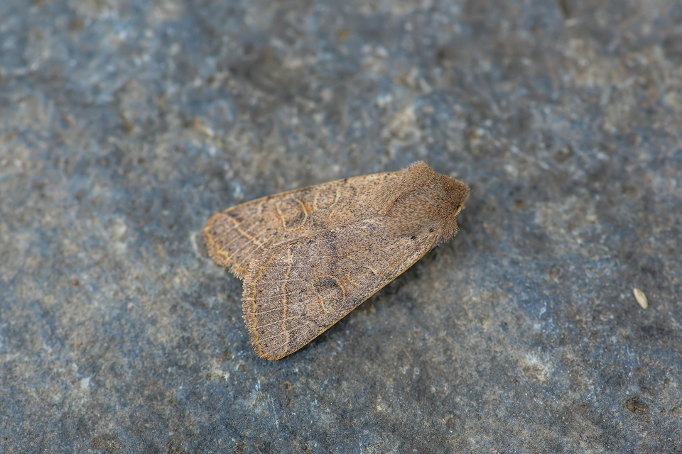 Orthosia cerasi - közepes barkabagoly