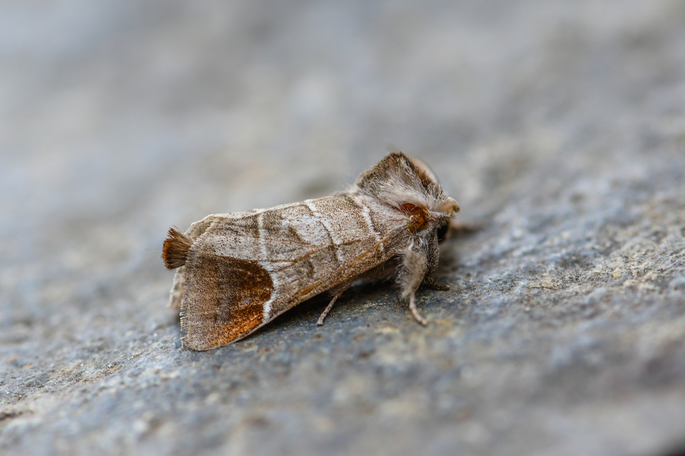 Clostera curtula - rövidszárnyú levélszövő