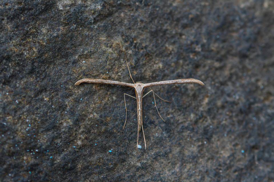Pterophoridae - tollasmolyfélék