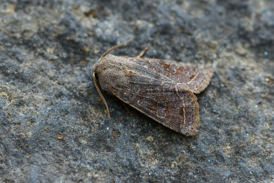 Orthosia incerta - változékony barkabagoly