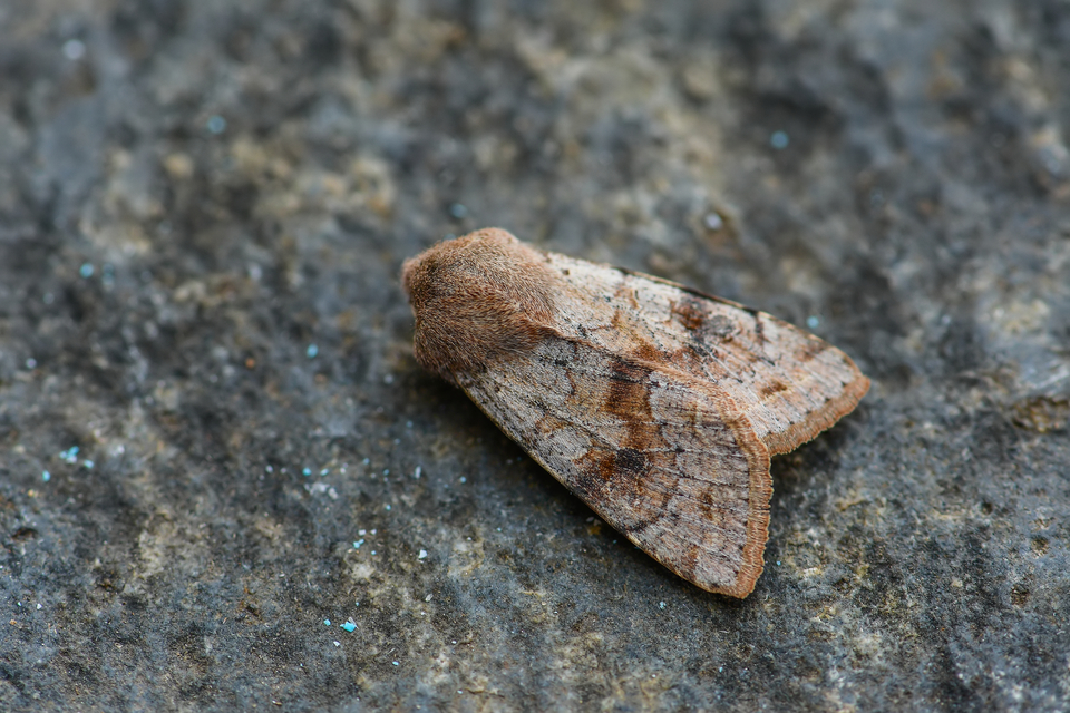 Orthosia incerta - változékony barkabagoly