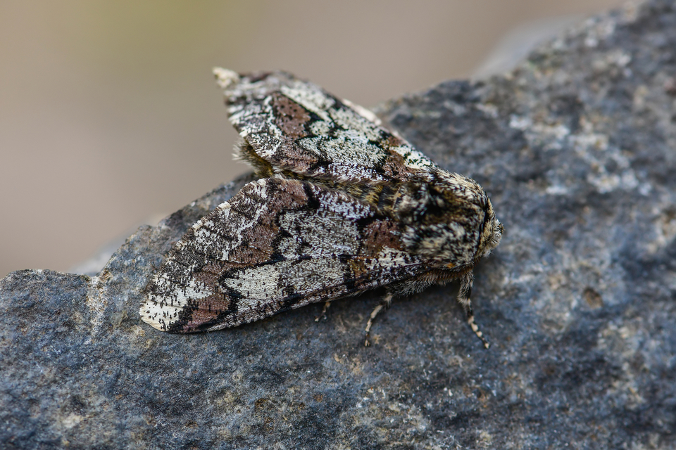 Biston strataria - barnapettyes araszoló