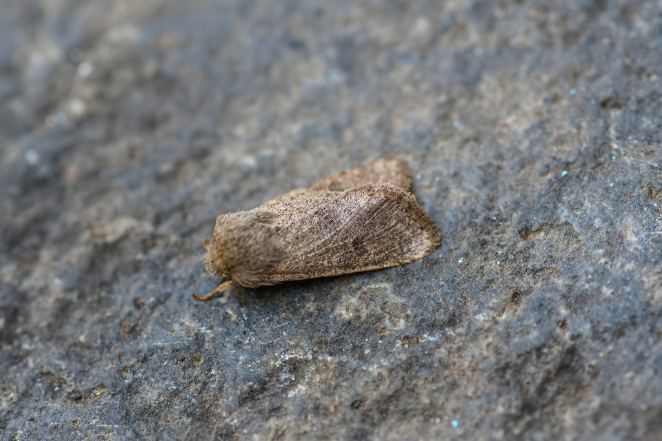 Orthosia cruda - kis barkabagoly