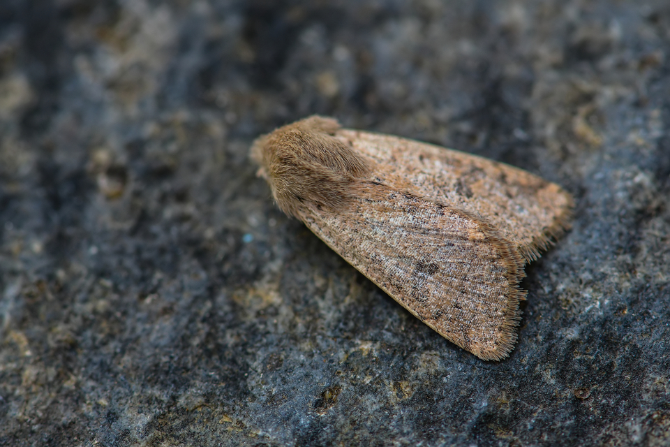 Orthosia cruda - kis barkabagoly