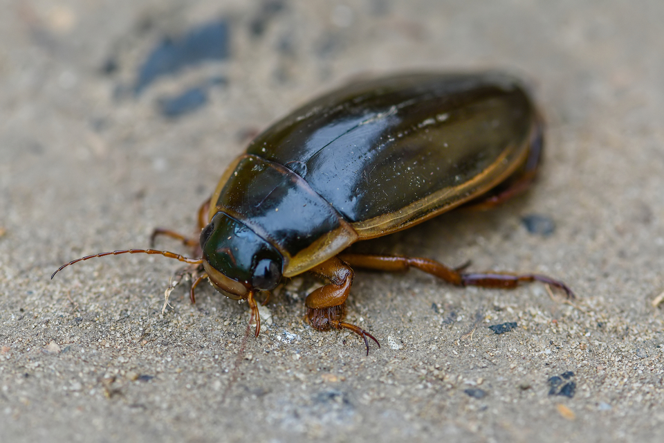 Dytiscus dimidiatus - tompacsípős csíkbogár