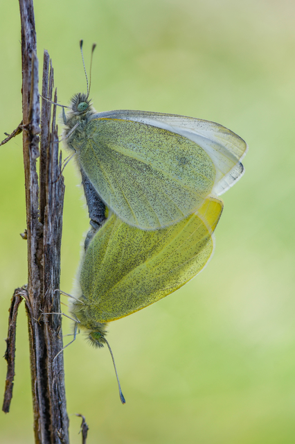 Pieris rapae - répalepke