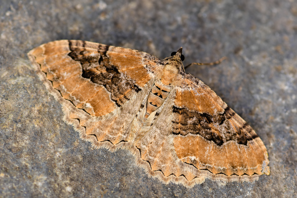 Hydria cervinalis - őzbarna araszoló