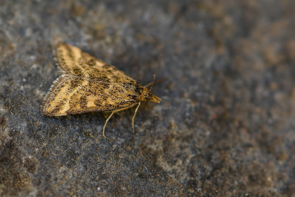 Pyrausta despicata - réti bíbormoly