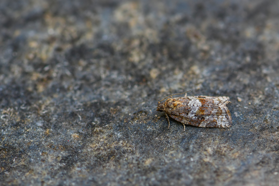 Tortricinae