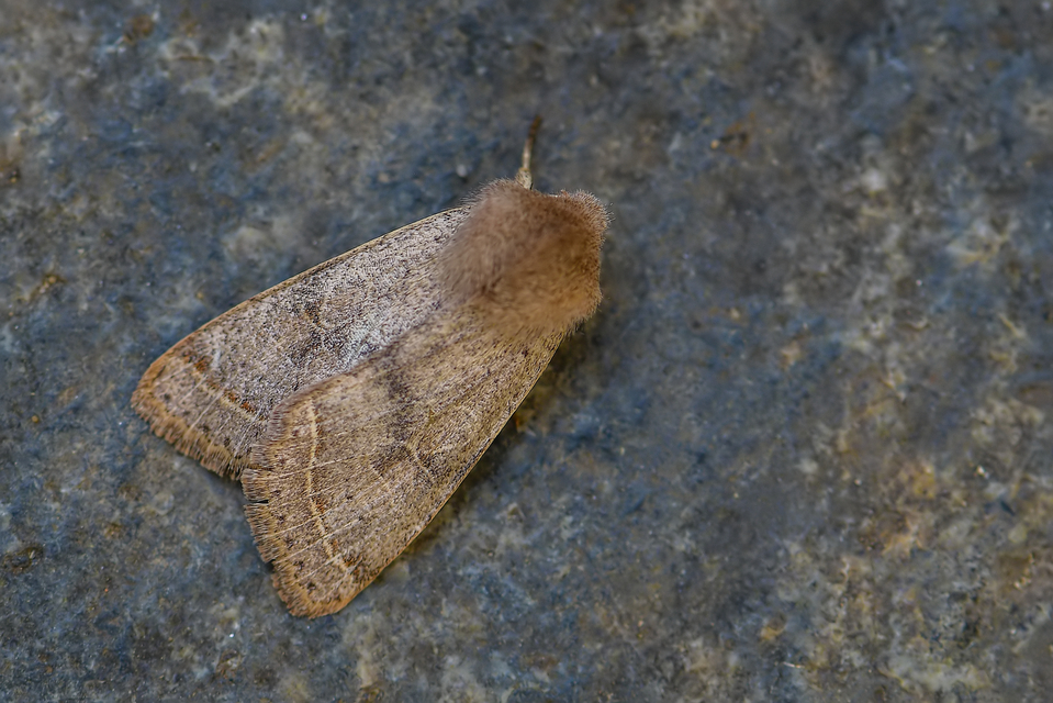 Orthosia cerasi - közepes barkabagoly